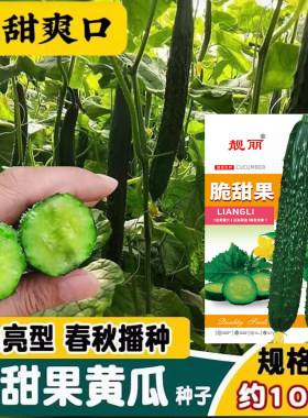 靓丽脆甜果黄瓜种子春秋播