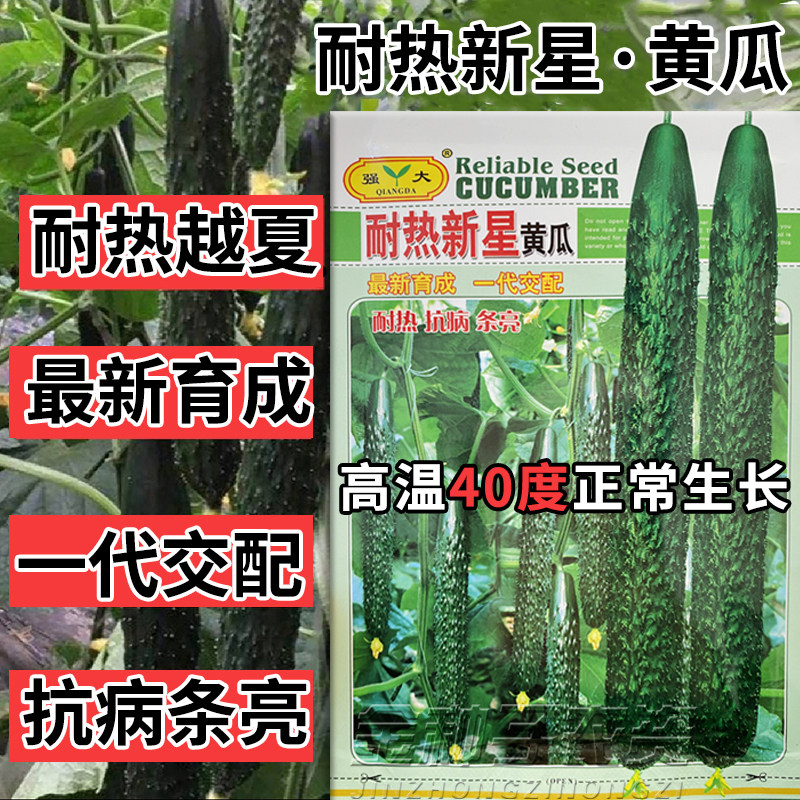 耐热黄瓜种子油亮密刺青瓜种籽抗病耐高温春秋播绿肉青瓜蔬菜种子