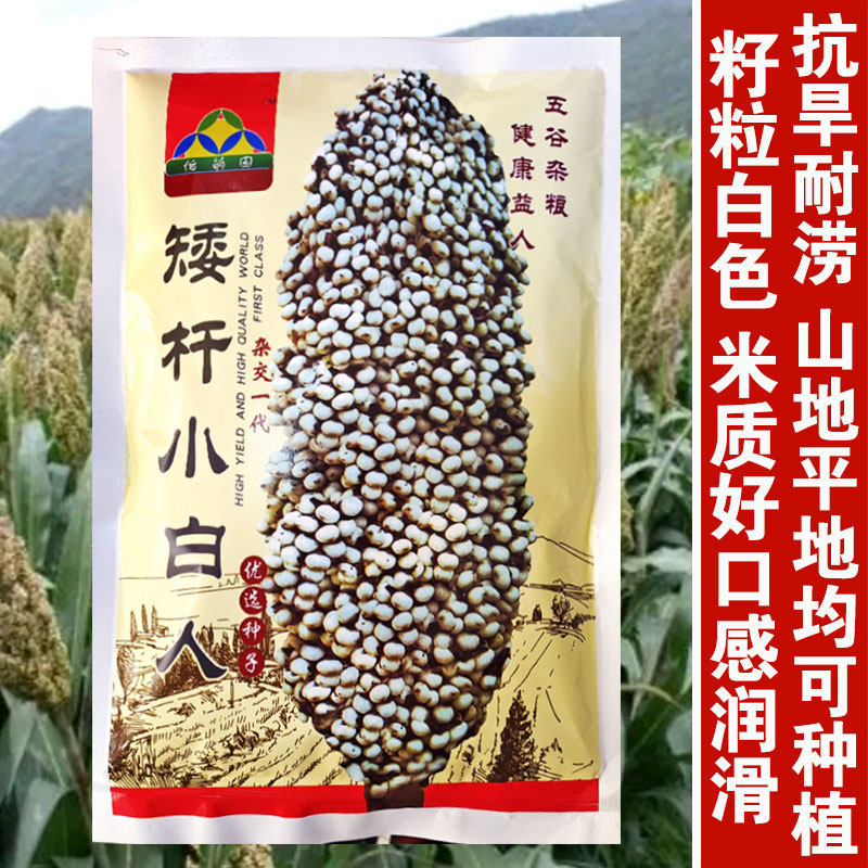 矮杆小白人高粱种子食用矮白高粱种子高产春播夏季白米高粱种子 - 实物图