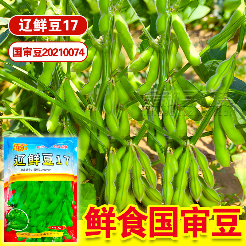 国审辽鲜豆17鲜食春大豆中晚熟毛豆种籽大荚型青豆菜豆种黄豆种子图片