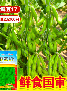 国审辽鲜豆17鲜食春大豆中晚熟毛豆种籽大荚型青豆菜豆种黄豆种子