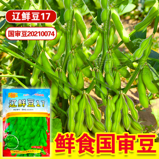 国审辽鲜豆17鲜食春大豆中晚熟毛豆种籽大荚型青豆菜豆种黄豆种子