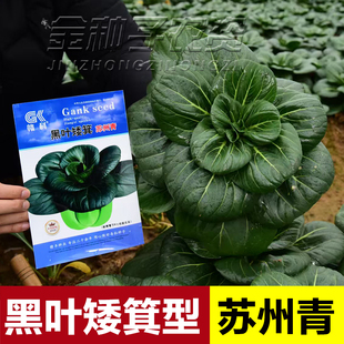 黑叶矮脚苏州青种子籽四倍体矮脚黑叶小青菜种籽高产抗病耐寒蔬菜