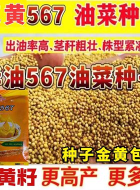 华油567油菜种子杂交花黄籽