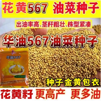 华油567油菜种子杂交花黄籽