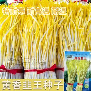 四季韭黄种子黄韭菜籽耐低温弱光高产农家大田黄心韭菜秋冬蔬菜子