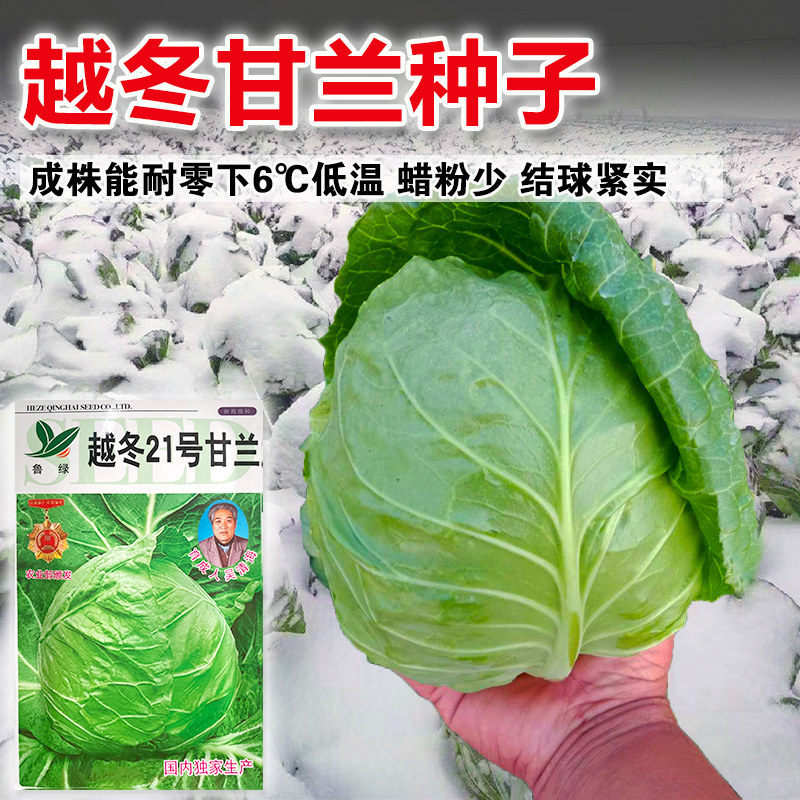 抗低温甘蓝种子 反季节越冬甘蓝籽 耐低温可达零下10度 扣膜越冬
