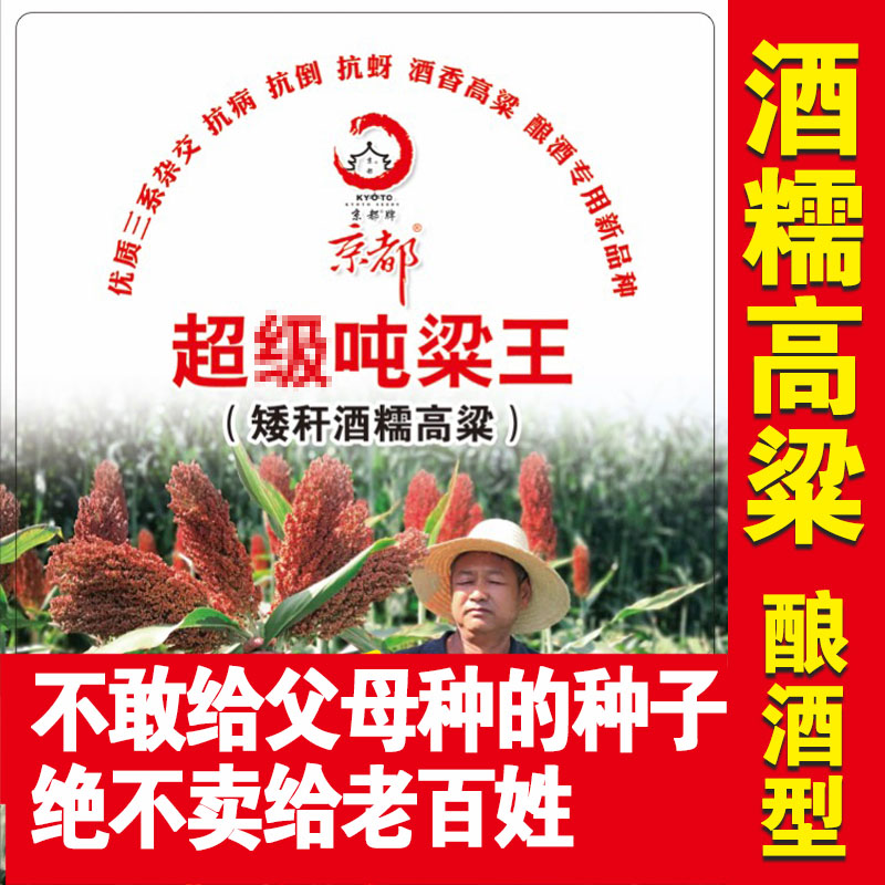 正品京都矮杆吨梁高粱种子矮生铁杆酿酒种籽红杂交新品种大田高产