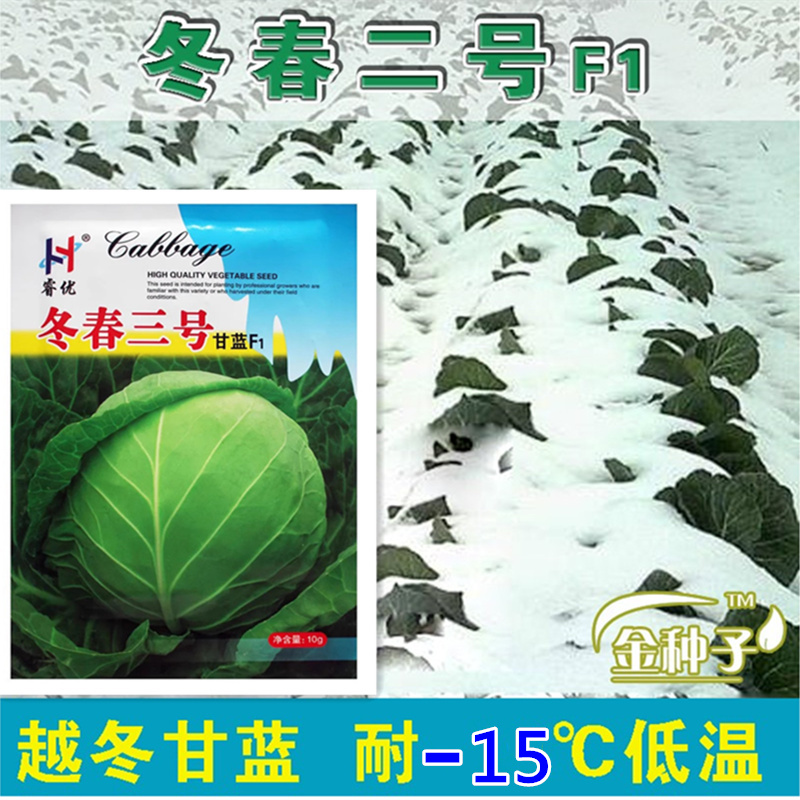 二号甘蓝二号冬季包头耐低温冬季