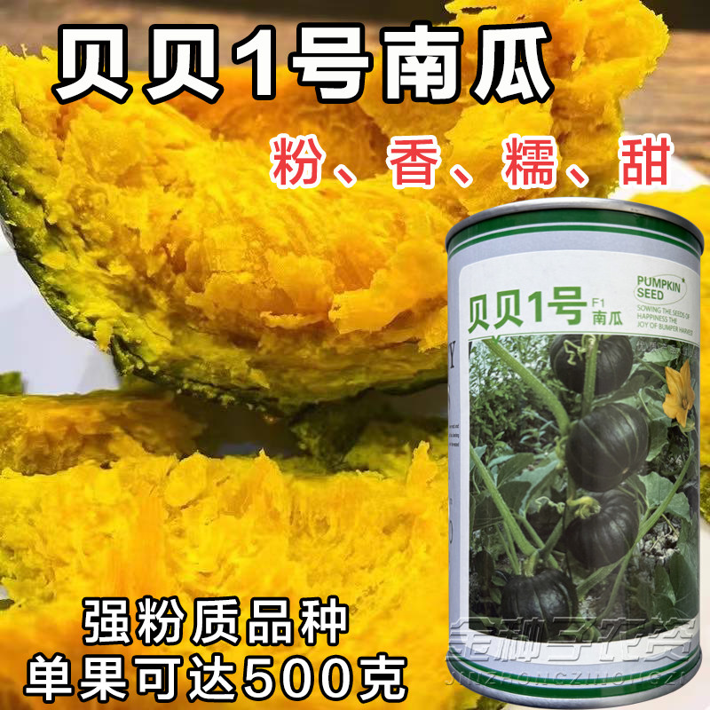 阪田贝贝南瓜种子早熟甘甜春秋播