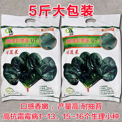 矮脚虎趴地菠菜种子抗寒大圆叶