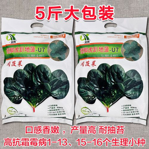 矮脚虎趴地菠菜种子抗寒大圆叶