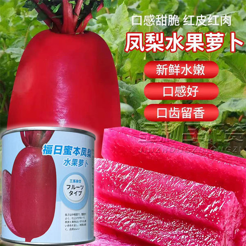 福日蜜本凤梨萝卜种子甜脆
