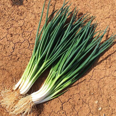 蔬菜春季阳台盆栽田园易种小香葱