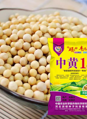 中黄13黄豆种子37大豆种子高产黄豆种籽大粒抗病国产大豆基地用籽