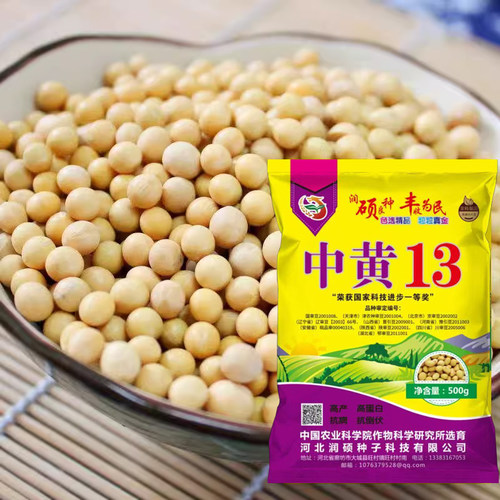 国审黄豆种子放心种中黄13