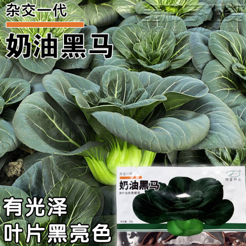 奶油黑马油亮青梗菜种子四季播