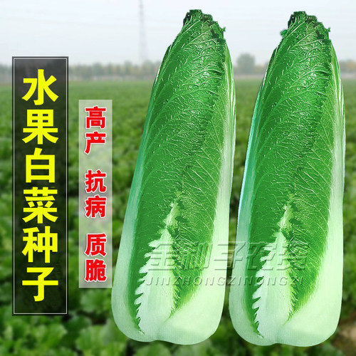 水果白菜种子绍菜种子龙牙白菜甜脆薄叶绿叶青麻叶菜秋蔬菜种籽孑