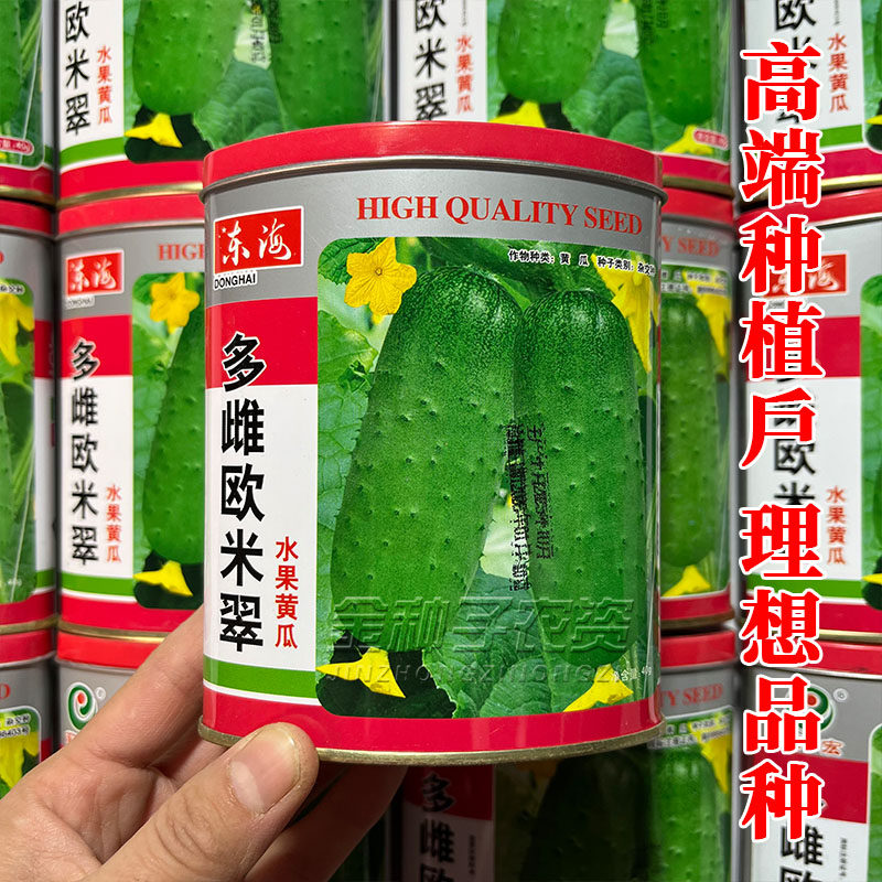 多雌全雌水果黄瓜种子春季播
