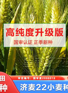 济麦22小麦种子高产抗倒大穗