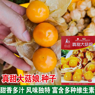 菇娘果种子黄姑娘春季阳台盆栽灯笼果东北农家大黄菇娘果野生水果