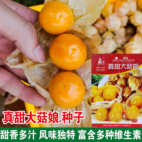 菇娘果种子黄姑娘春季阳台盆栽灯笼果东北农家大黄菇娘果野生水果