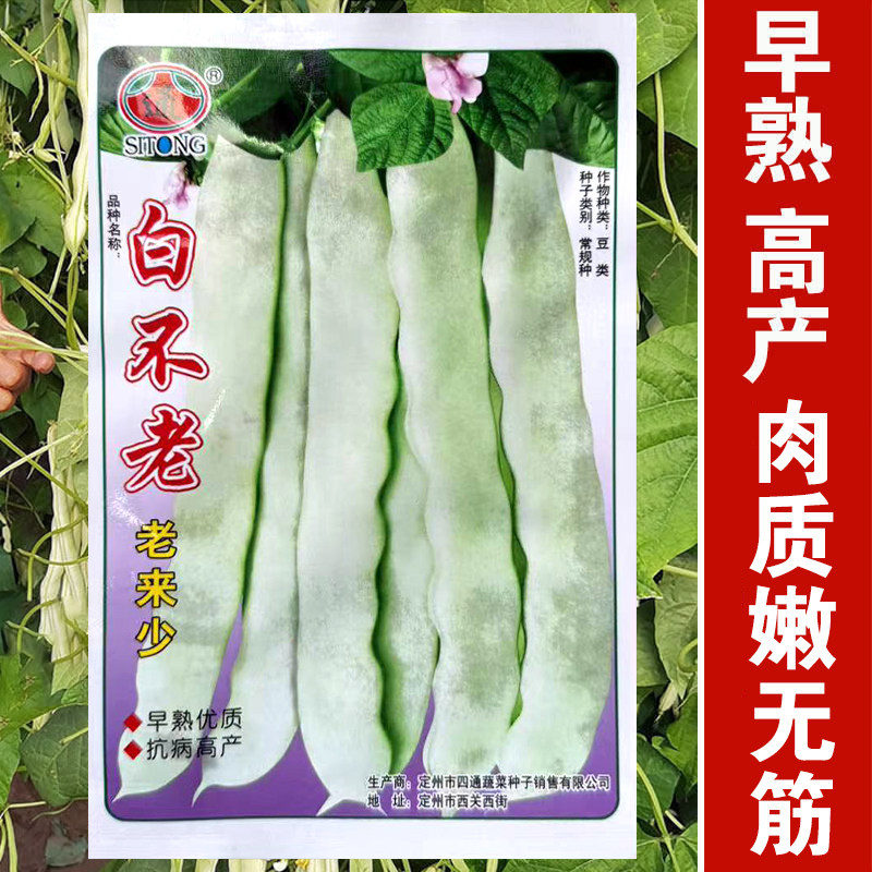 白不老架豆种子无筋高产图片