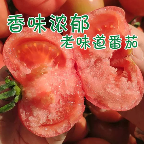 老沙瓤西红柿种子童年的味道