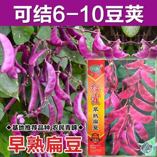 紫眉豆种子高产早熟豆角猪耳朵红肉紫扁豆种孑梅豆种籽爬藤蔬菜种