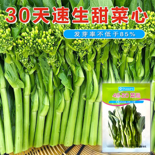 四季甜菜心种子抗热耐湿青菜春秋