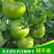 贼不偷西红柿种子东北绿柿子绿番茄种籽口感脆甜草莓番茄 包邮