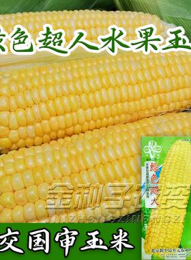 水果玉米种子超人生吃鲜食超甜种籽甜糯四季高产杂交大田种孑