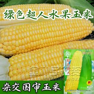 水果玉米种子超人生吃鲜食超甜种籽甜糯四季高产杂交大田种孑