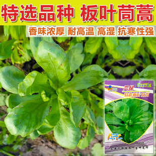 虎耳板叶茼蒿种子蓬蒿菜籽盆栽阳台四季青菜子农家菜园蔬菜种籽孑