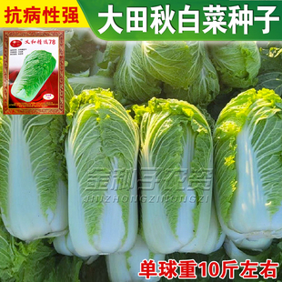 精选78大白菜种子结球白菜种籽杂交炮弹型秋白菜小义和秋白菜种子