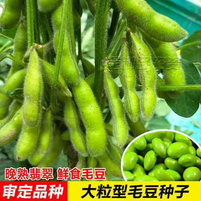 晚熟毛豆种籽黄豆大全早高产菜