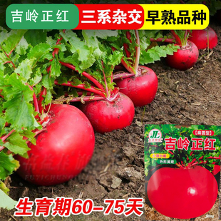 吉岭正红萝卜种籽东北大红圆形萝卜种籽四季红皮白肉水萝卜蔬菜籽