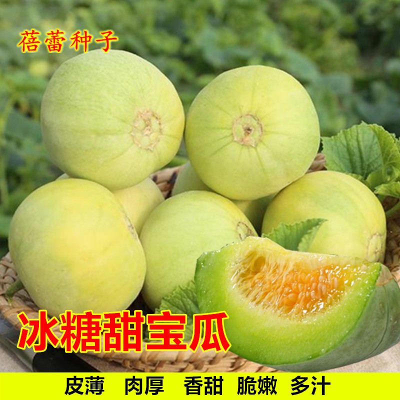 冰糖甜宝甜瓜种子超甜