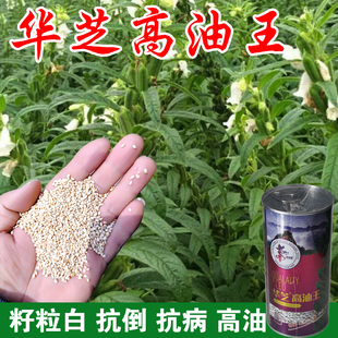 芝麻种子黑白芝麻种籽五谷杂粮高油春季夏季高产农家易活蔬菜种孑
