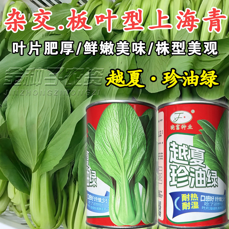 夏季耐热耐湿杂交F1青梗菜种子
