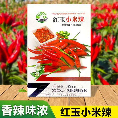 小米椒种子特辣高产春天种吃一年