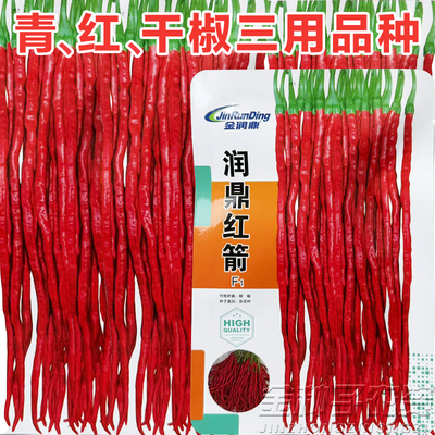 特长香辣薄皮细长线椒种子