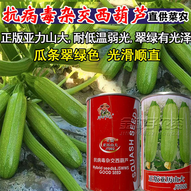 正版抗病毒杂交西葫芦种子籽亚力山大耐低温弱光翠绿顺直杂交种子