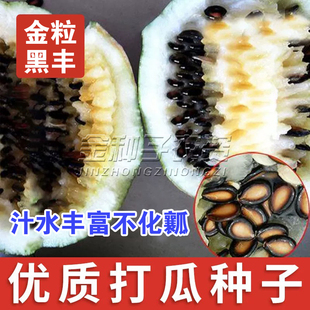 打瓜种子大片黑西瓜子种籽产籽西瓜南瓜高产食籽春季夏季水果种孑