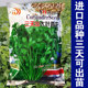 三天出速生香菜种籽意大利进口香菜种子耐抽苔四季 香菜蔬菜种子孑