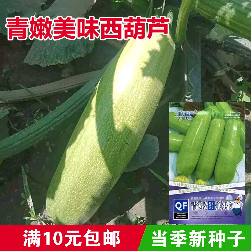 晶莹脆西葫芦种子 占瓜 花草瓜水果蔬菜籽 阳台种菜 高产抗病蔬菜