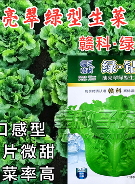 绿钻油亮脆绿型绿色半结球生菜种子阳台菜园大棚夏秋四季耐抽苔