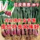 Семена зеленого лука с красным кожей 200 процентов от 100 % красной кожи лука
