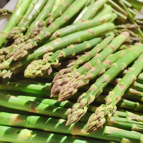Семена спаржи Четыре сезона, посеянные годы зеленой жаркой семя