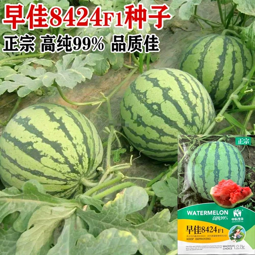 Семена арбуза кирина в скале Кирин, семена арбуза с желтой кожукой